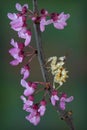 Spiny Flower Mantis on flower filled branch