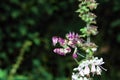 A Spiny Flower Mantis pseudocreobotra wahlbergii