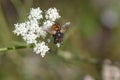 Spiny fly sitting on a wild white flower Royalty Free Stock Photo