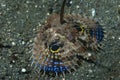 Spiny Flying Gunard Dacyloptera macracantha