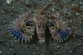 Spiny Flying Gunard Dacyloptera macracantha