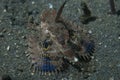 Spiny Flying Gunard Dacyloptera macracantha