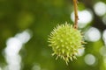 Spiny fruit of chestnut