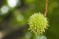 Spiny fruit of chestnut detail