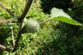 Spiny fruit of Datura innoxia Royalty Free Stock Photo