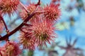 Spiny fruit on the tree