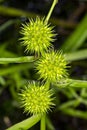 Spiny fruits of burr-reed in wetlands of New Hampshire. Royalty Free Stock Photo