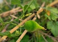 Spiny gourd on its branch in blir background