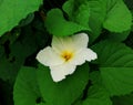 spiny gourd or kakrol plant flower in tree in garden