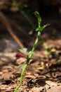 Spiny gourd plant , spine gourd plant