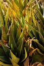 Spiny green agave leaves