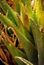 Spiny green agave leaves