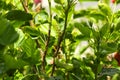 Spiny, green caterpillar eating leaf