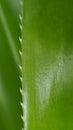 The Spiny Green Leaf Royalty Free Stock Photo