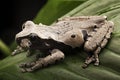 Spiny headed tree frog