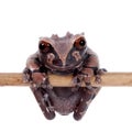 The spiny-headed tree frog on white Royalty Free Stock Photo