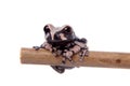 The spiny-headed tree frogling on white Royalty Free Stock Photo