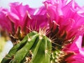 Spiny Columnar Cactus with Bright Pink Blooms