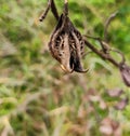 a spiny hook like seed