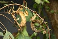 Spiny leaf insect large species of Australian stick insect