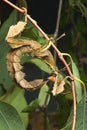 Spiny leaf insect large species of Australian stick insect