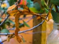Spiny leaf insect in macro closeup, tropical walking stick specie from Australia Royalty Free Stock Photo