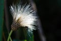 Spiny-leaved Sow Thistle Shining in the Warm Autumn Sunlight Royalty Free Stock Photo