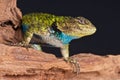 Spiny lizard Royalty Free Stock Photo