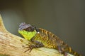 Spiny lizard Royalty Free Stock Photo