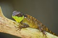 Spiny lizard Royalty Free Stock Photo