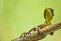 Spiny lizard Royalty Free Stock Photo