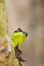 Spiny lizard Royalty Free Stock Photo