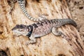 Spiny lizard - Sceloporus cyanogenys - on the wooden texture, an Royalty Free Stock Photo