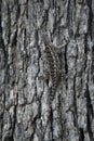 A spiny lizard camouflaged on a tree