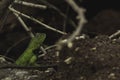 Spiny lizard Sceloporus; Phrynosomatidae Royalty Free Stock Photo