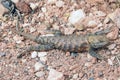Spiny Lizards, Gooseneck State Park, Utah, United States Royalty Free Stock Photo