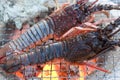 Spiny Lobster Royalty Free Stock Photo