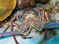 Spiny Lobster