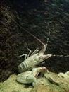 Spiny lobster also known as langustas