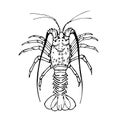 Spiny lobster black and white vector illustration isolated on a white background. Royalty Free Stock Photo