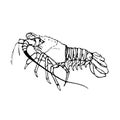 Hand drawn spiny lobster vector illustration isolated on a white background. Royalty Free Stock Photo