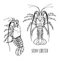 Spiny lobster black and white vector set isolated on a white background. Royalty Free Stock Photo