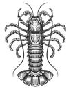 Spiny lobster. Crustacean aquatic animal, crayfish in vintage engraving style. Seafood sketch vector illustration