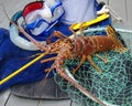 Spiny Lobster With Dive Gear