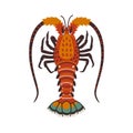 Spiny lobster, langouste or lobster or with long antennae and without claws. Royalty Free Stock Photo
