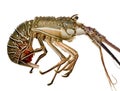 Spiny lobster - Palinuridae Royalty Free Stock Photo