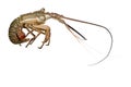 Spiny lobster - Palinuridae