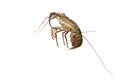 Spiny lobster - Palinuridae Royalty Free Stock Photo