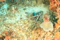 Spiny lobster Panulirus versicolor hiding on coral reef Royalty Free Stock Photo