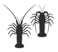 Spiny lobster silhouette. spiny lobster on white background